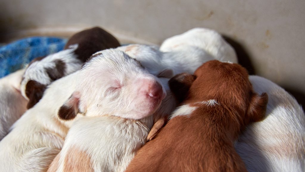 Care Of New Born Puppies