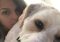 Featured image for RVing with Pets: Tackling Travel Challenges and Ensuring Their Well-being.