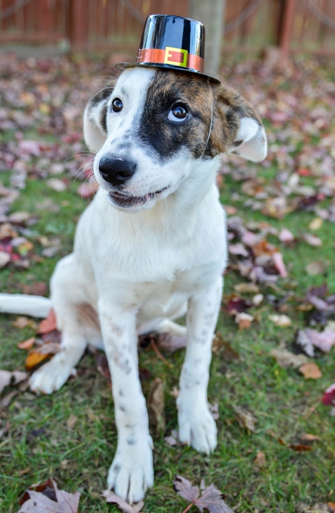 Content image for RVing with Pets: Tackling Travel Challenges and Ensuring Their Well-being.